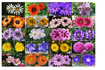 Blüten jigsaw puzzle