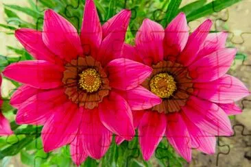 Blüten