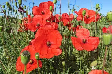 Mohn