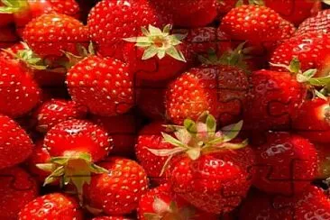 FRAGOLE