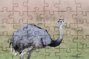 Descubriendo un animal autóctono de nuestro país.