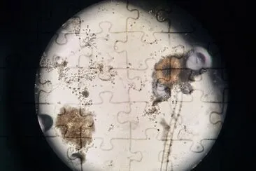 Aspergillus niger