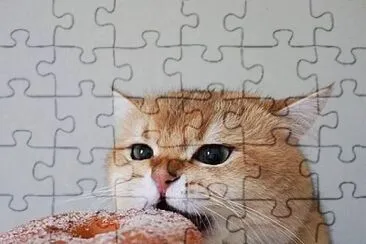 Gato