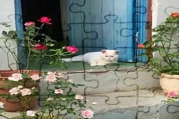 Gato