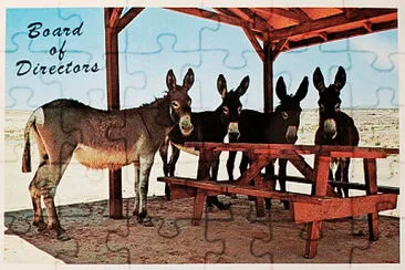 Donkey Picnic