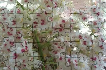 ImÃ¡genes jigsaw puzzle