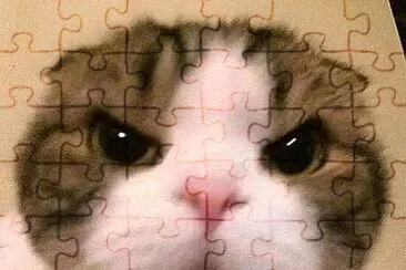 Gatos
