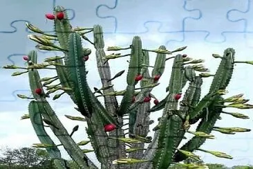 natureza_cacto