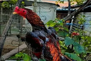Natureza_galo