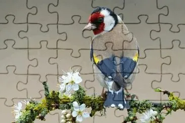 ImÃ¡genes jigsaw puzzle