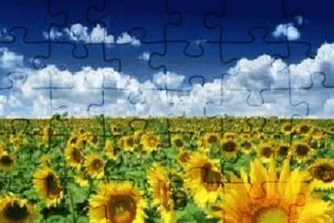 sunflowers jigsaw puzzle