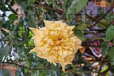 Rosa Branca