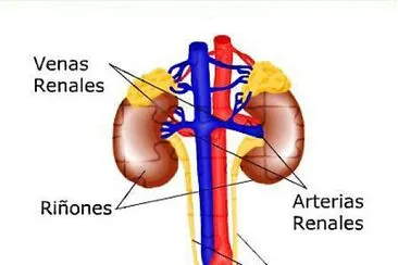 SISTEMA EXCRETOR