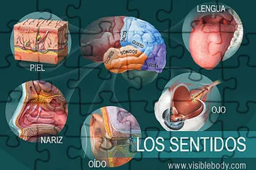 5 sentidos diarios