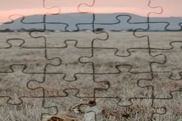 פאזל של Leões na savana
