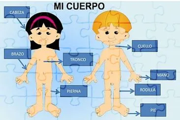 mi cuerpo humano