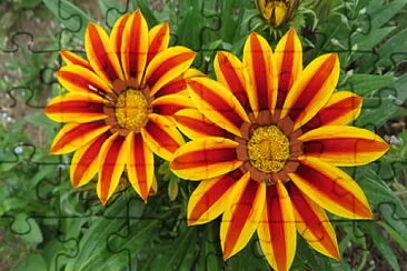 Blüten