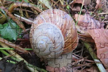 Schnecke
