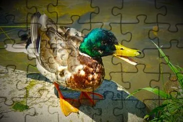 Ente
