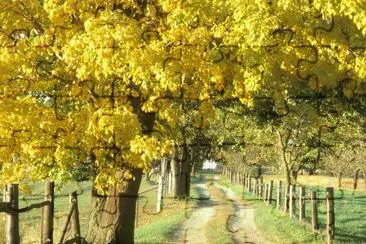 verano en el campo jigsaw puzzle