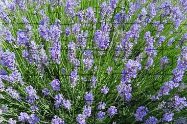 Lavendel