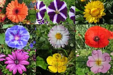 Blüten