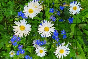 Gänseblümchen