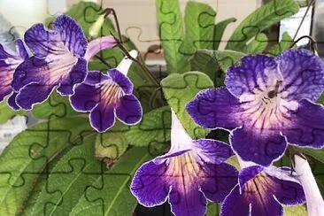 Cape Primrose (Streptocarpus) 1 1 jigsaw puzzle