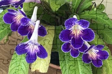 Cape Primrose (Streptocarpus) 2 jigsaw puzzle