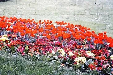 jardim 1