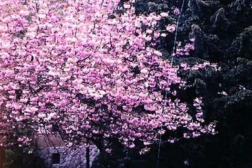 jardim 4
