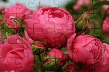 image jigsaw puzzle