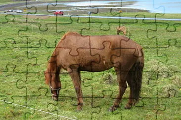 Island-Pferd