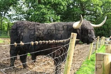 schottisches Hochlandrind