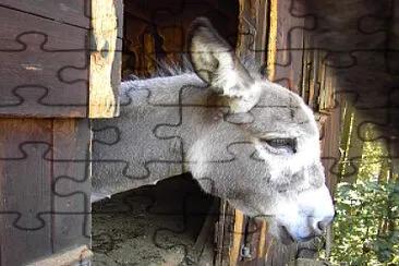 Esel jigsaw puzzle