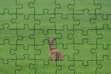 In a Field of Green jigsaw puzzle