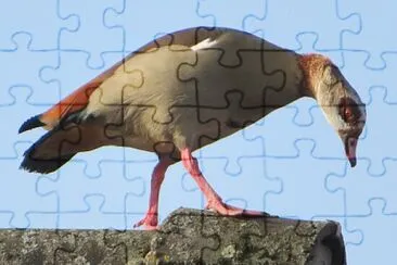 Nilgans jigsaw puzzle