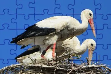 Störche jigsaw puzzle