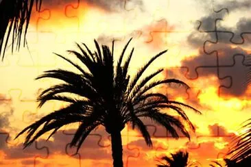 Palme auf Lanzarote