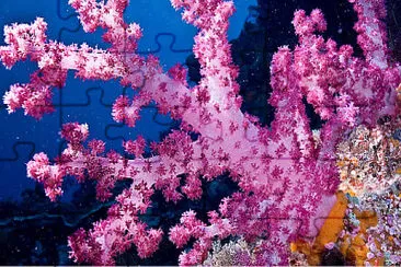 Coral