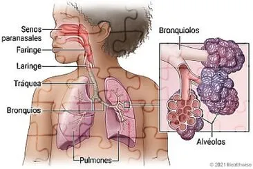 SISTEMA RESPIRATORIO 2