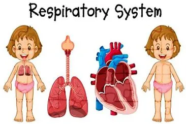SISTEMA RESPIRATORIO 03 jigsaw puzzle