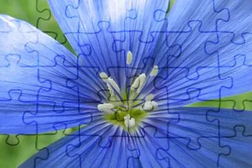 Blüte