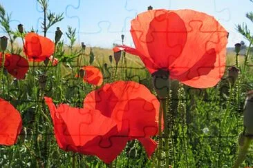 Mohn