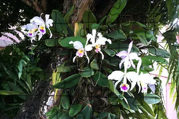 Orquideas