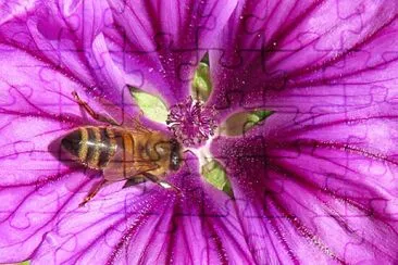 Blüte mit Biene