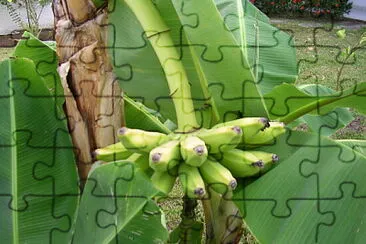 פאזל של Frutas