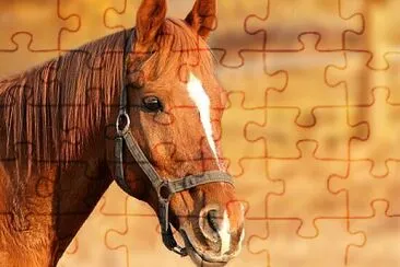 cavallo