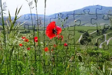 Berg Kaiserstuhl