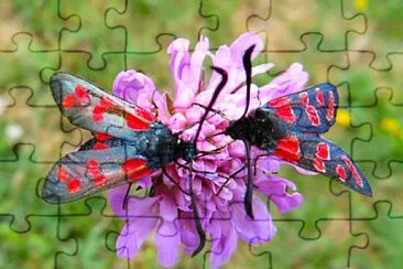 Widderchen Falter jigsaw puzzle